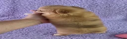 Chihuahua dogs for sale: AKC  Bianca - Ad 5