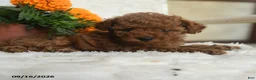 Miniature Poodle dogs for sale: Nala - Ad 5