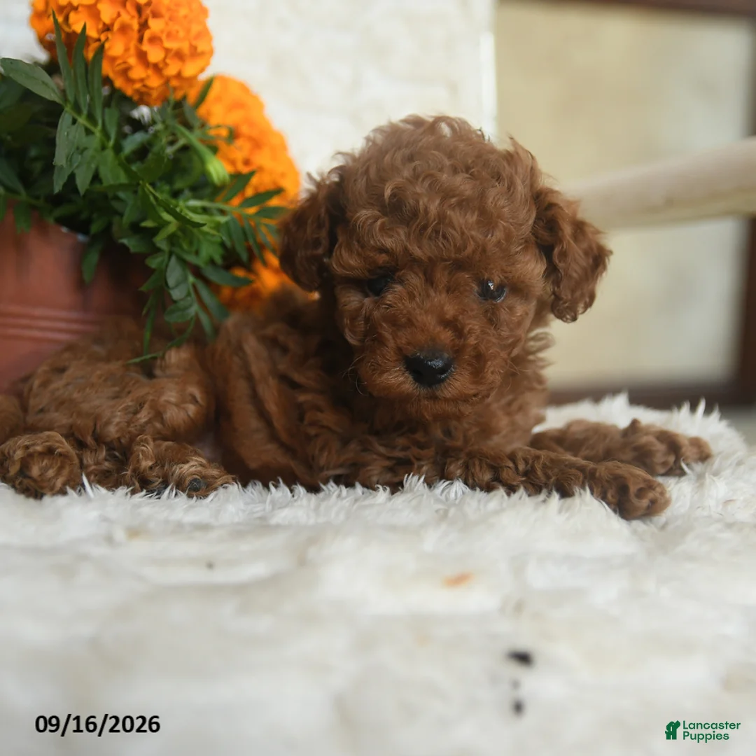Miniature Poodle dogs for sale: Nala - Ad 5