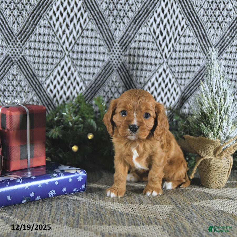 Cavalier King Charles Spaniel dogs Arya - Ad 16