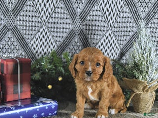 Cavalier King Charles Spaniel dogs Arya - Ad 16