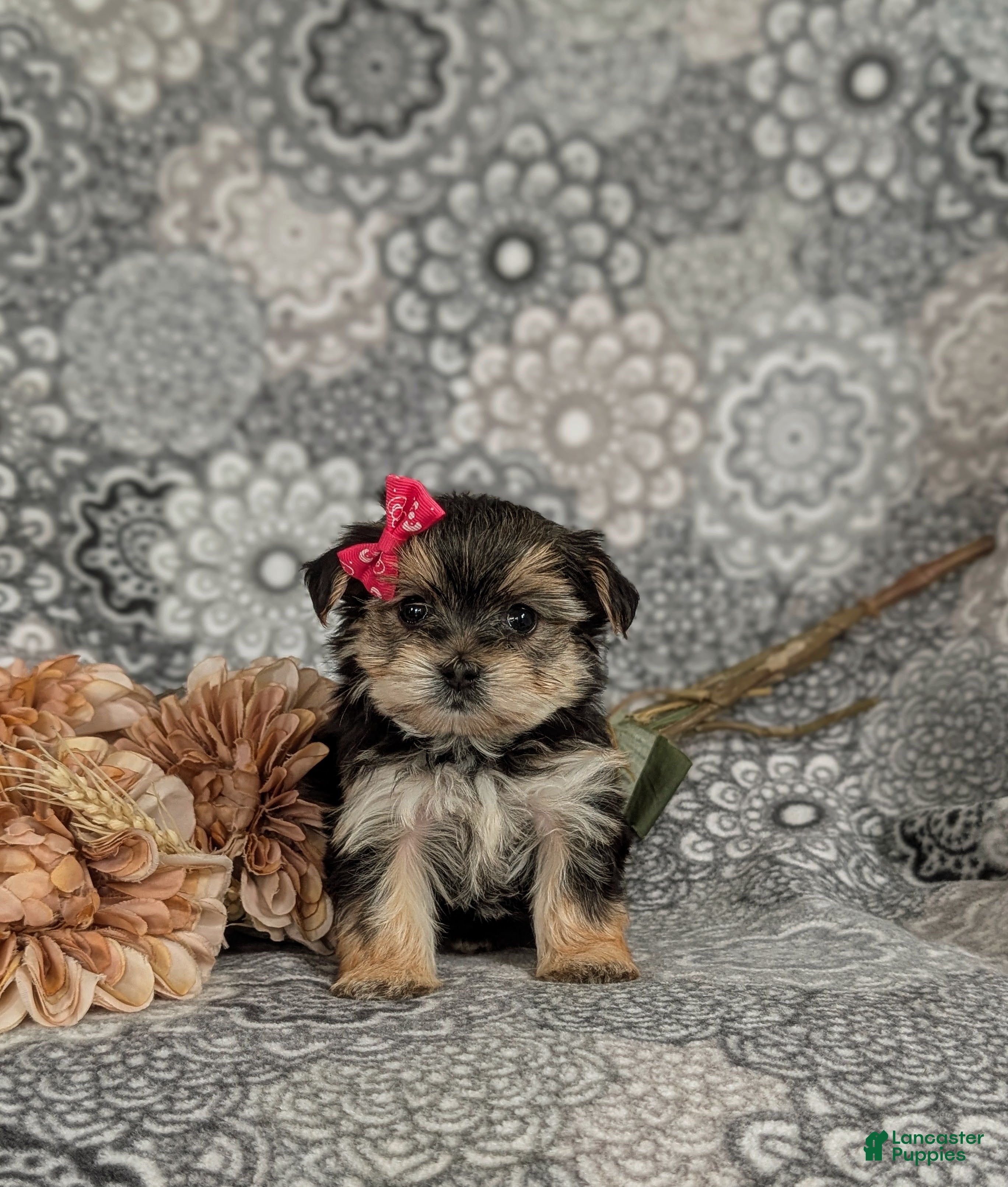 Morkie dogs Bella 7 lbs Full Grown - Ad 1