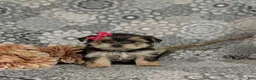 Morkie dogs for sale: Bella 7 lbs Full Grown - Ad 1