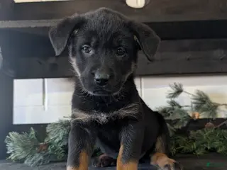 Mixed Breed dogs Rhonda - Ad 38