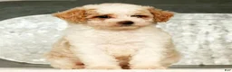 Miniature Poodle dogs for sale: Petunia - Ad 7
