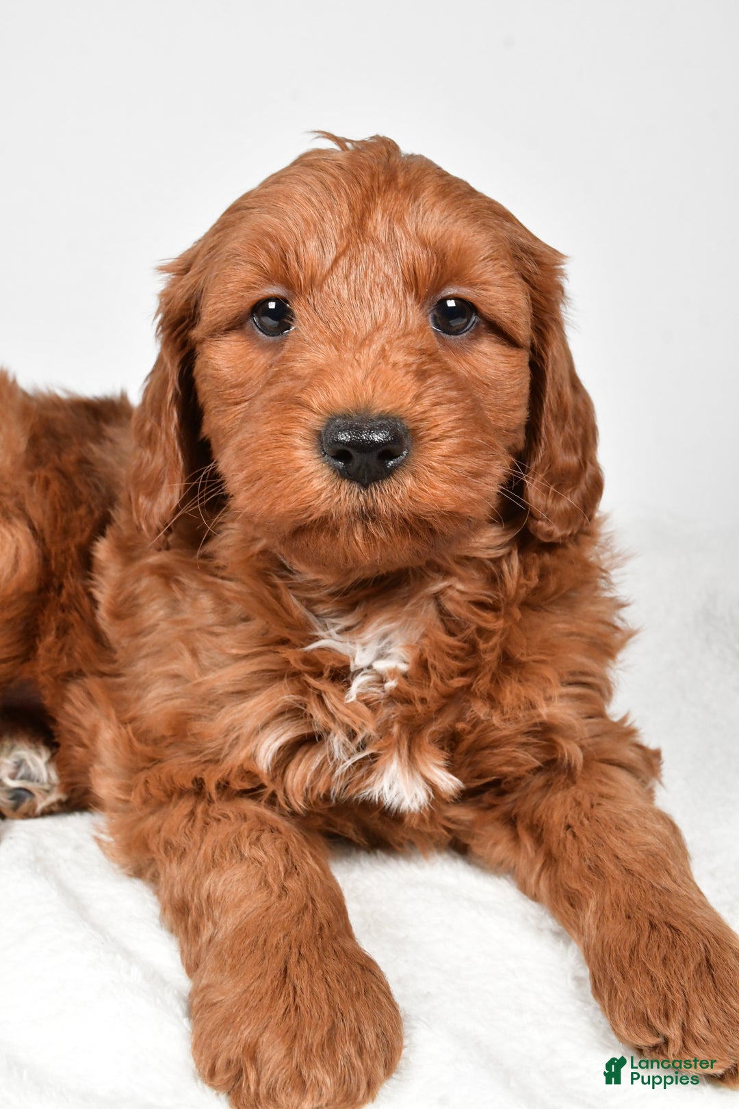 Mini Goldendoodle dogs for sale: Noelle - Ad 17