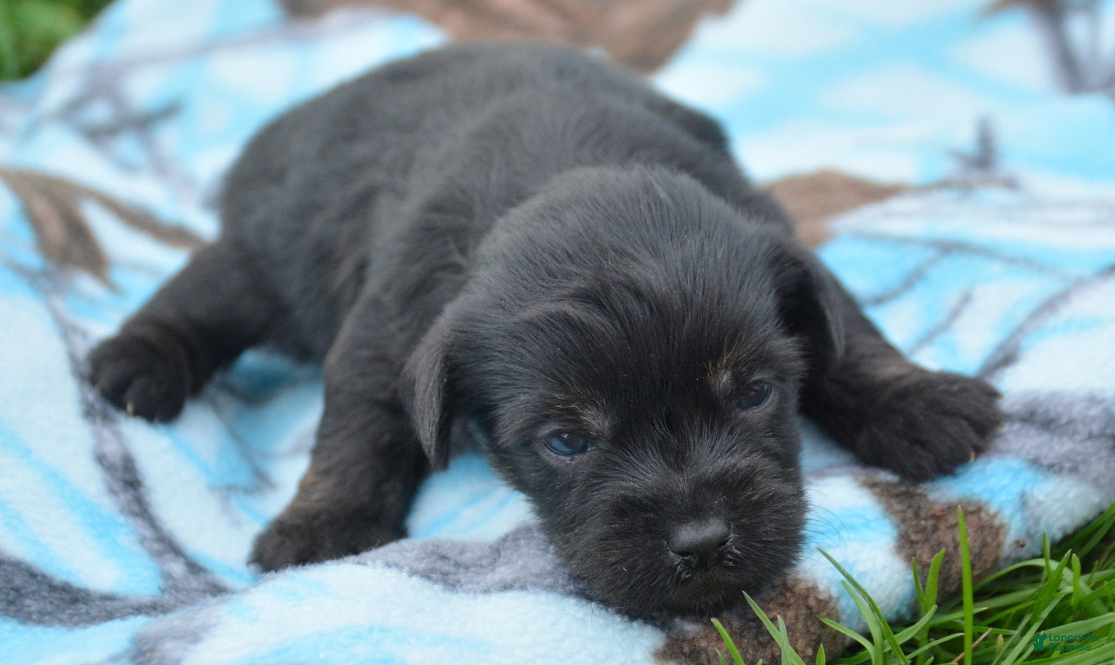 Yorkiepoo dogs for sale: Yorkiepoo Penny - Ad 7