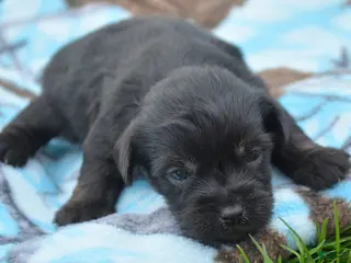 Yorkiepoo dogs Yorkiepoo Penny - Ad 11