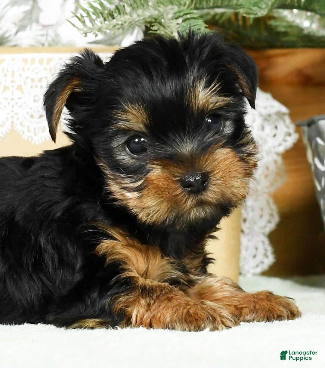 Yorkshire Terrier dogs for sale: Beck - Ad 7