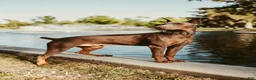 Doberman Pinscher dogs for sale: Kaladin  - Ad 8