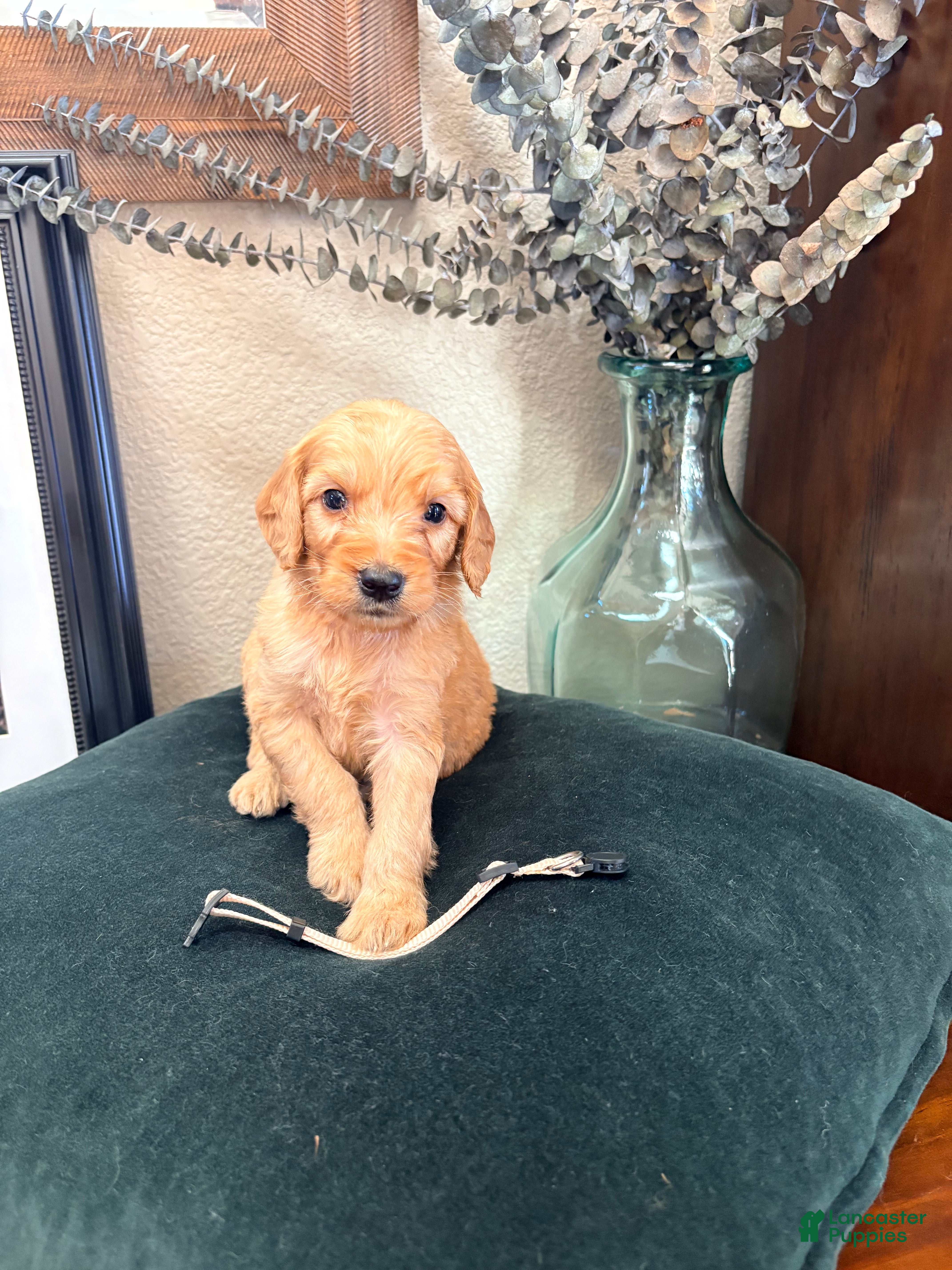Goldendoodle dogs Artemis - Ad 11