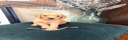 Goldendoodle dogs for sale: Artemis - Ad 1