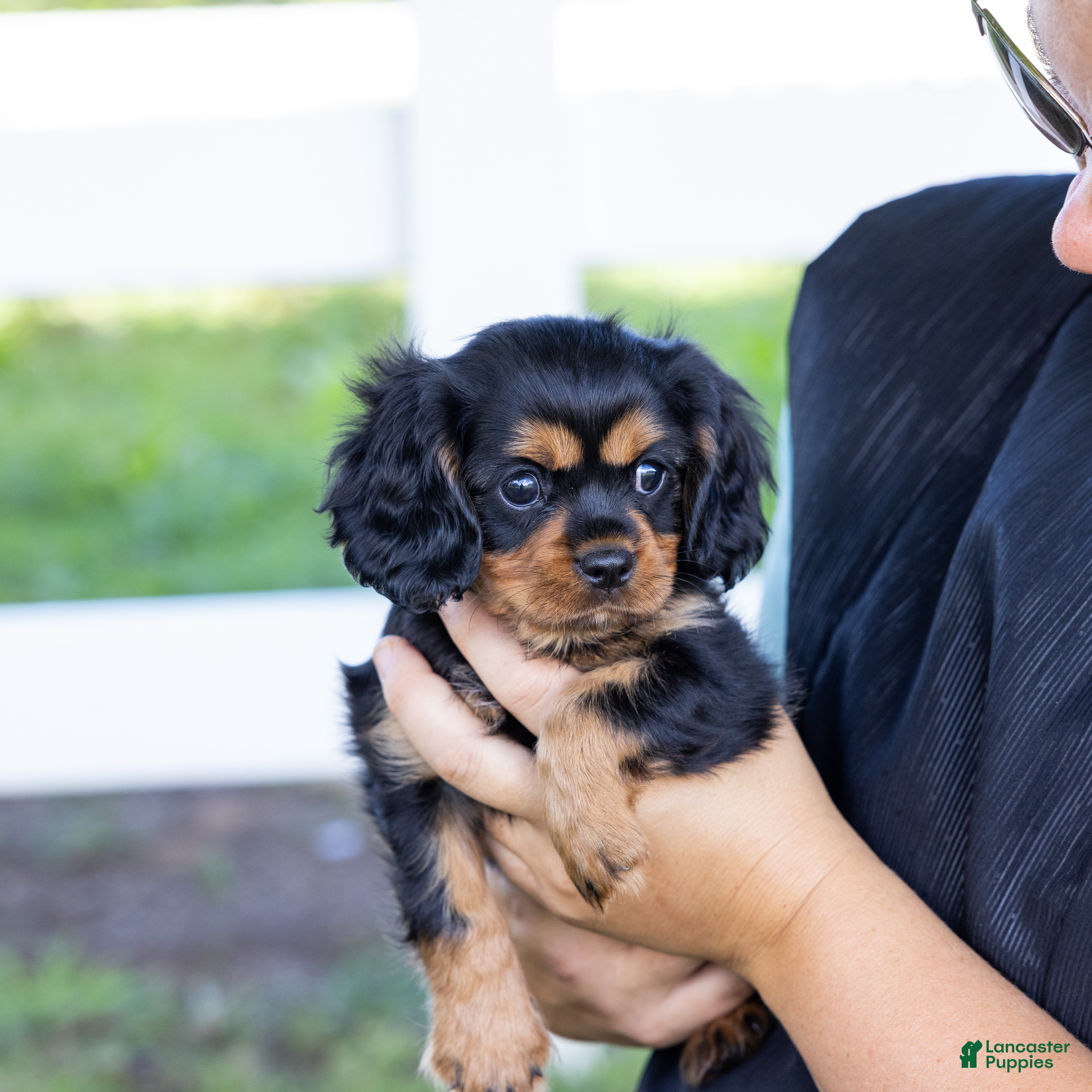 Cavalier King Charles Spaniel dogs Waldo - Ad 1