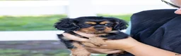 Cavalier King Charles Spaniel dogs for sale: Waldo - Ad 12