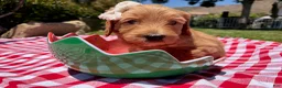 Goldendoodle dogs for sale: Pearl - Ad 2