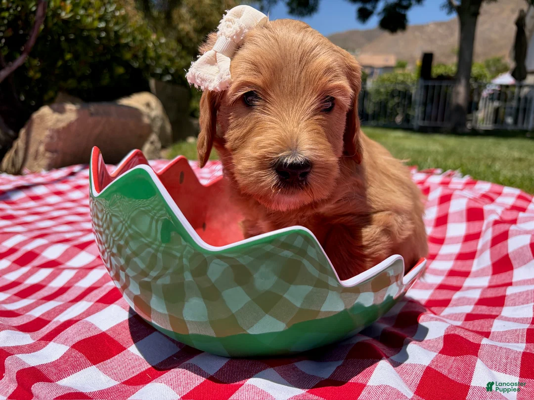 Goldendoodle dogs for sale: Pearl - Ad 2