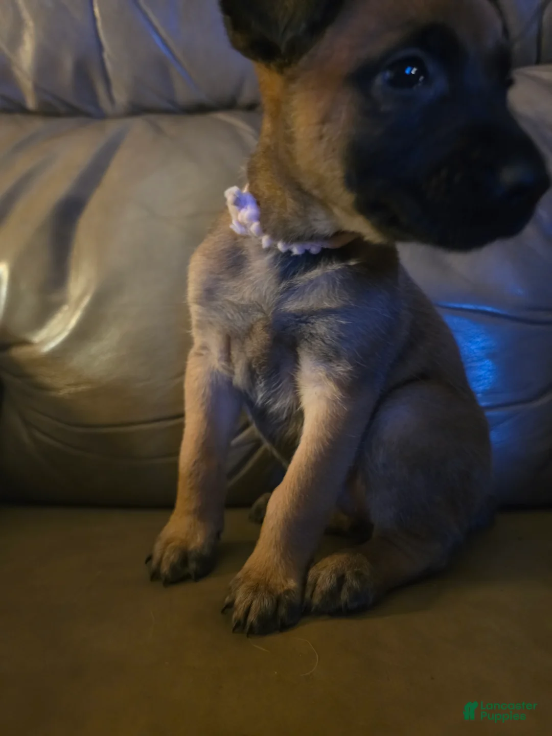 Belgian Malinois dogs for sale: Belgian Malinois 1 (light pink) - Ad 2