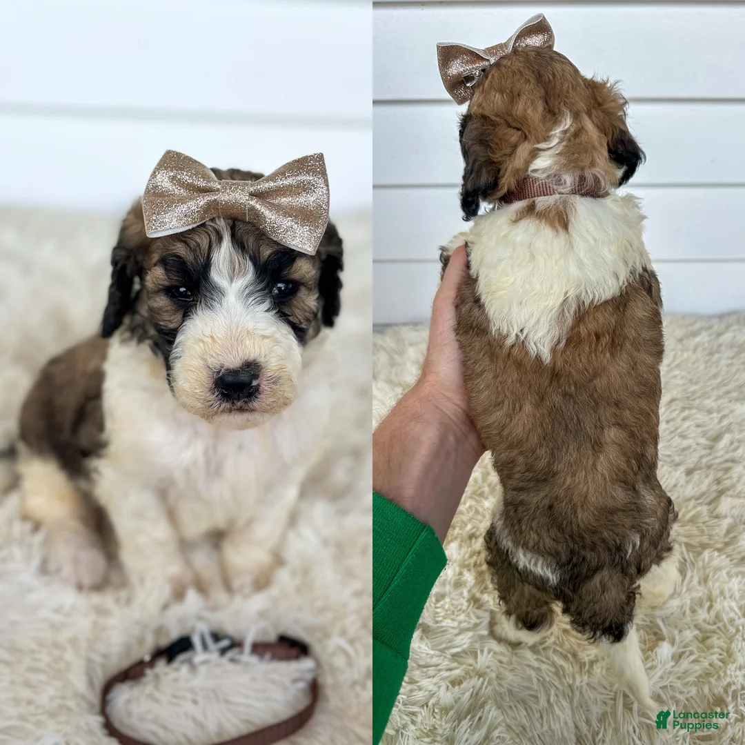 Saint Berdoodles dogs for sale: Gwen - standard f1b - Ad 2