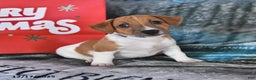 Jack Russell Terrier dogs for sale: Max - Ad 2