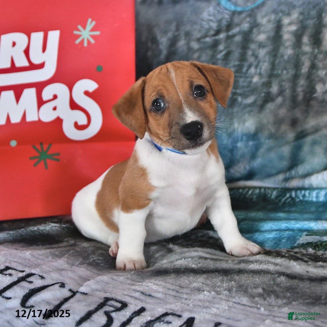 Jack Russell Terrier dogs for sale: Max - Ad 2