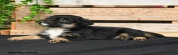 Mixed Breed dogs for sale: Bear - Ad 3