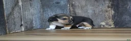 Beagle dogs for sale: Chase - Ad 4