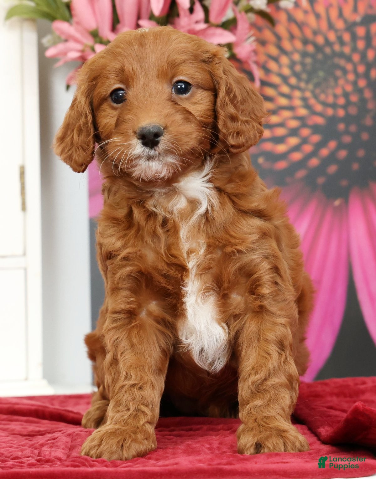 Mini Goldendoodle dogs Mia - Ad 2