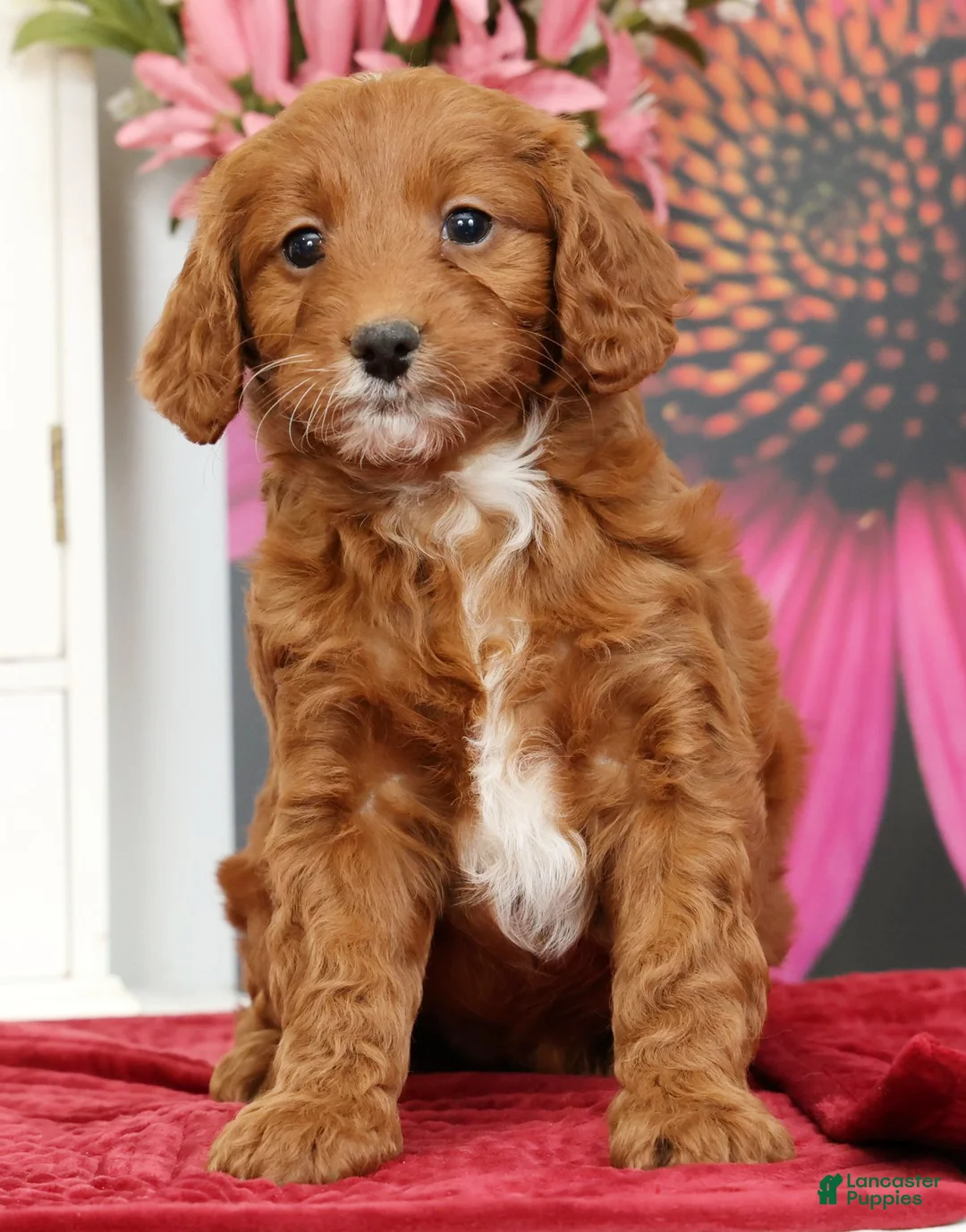 Mini Goldendoodle dogs for sale: Mia - Ad 2