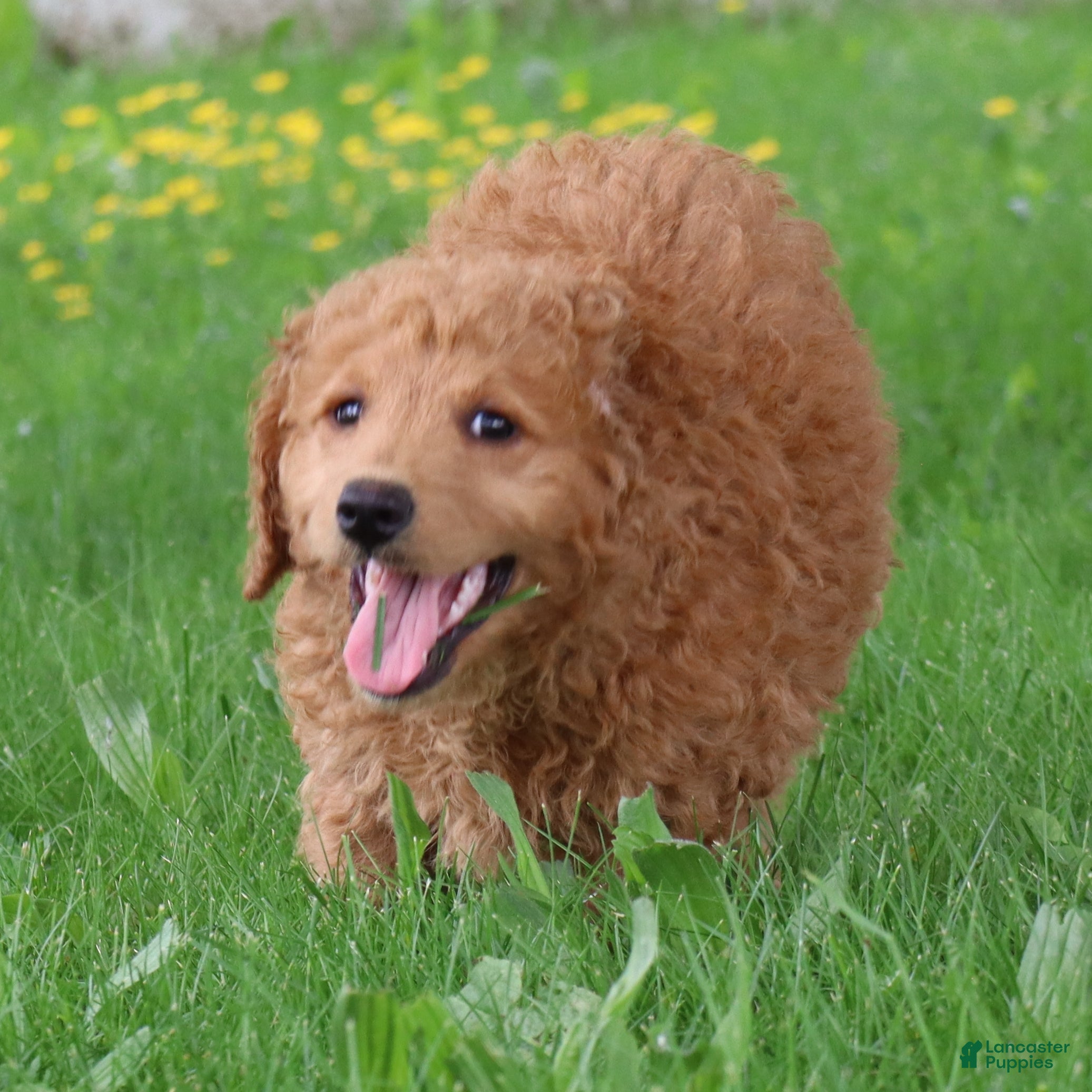Mini Goldendoodle dogs Teddy - Ad 1