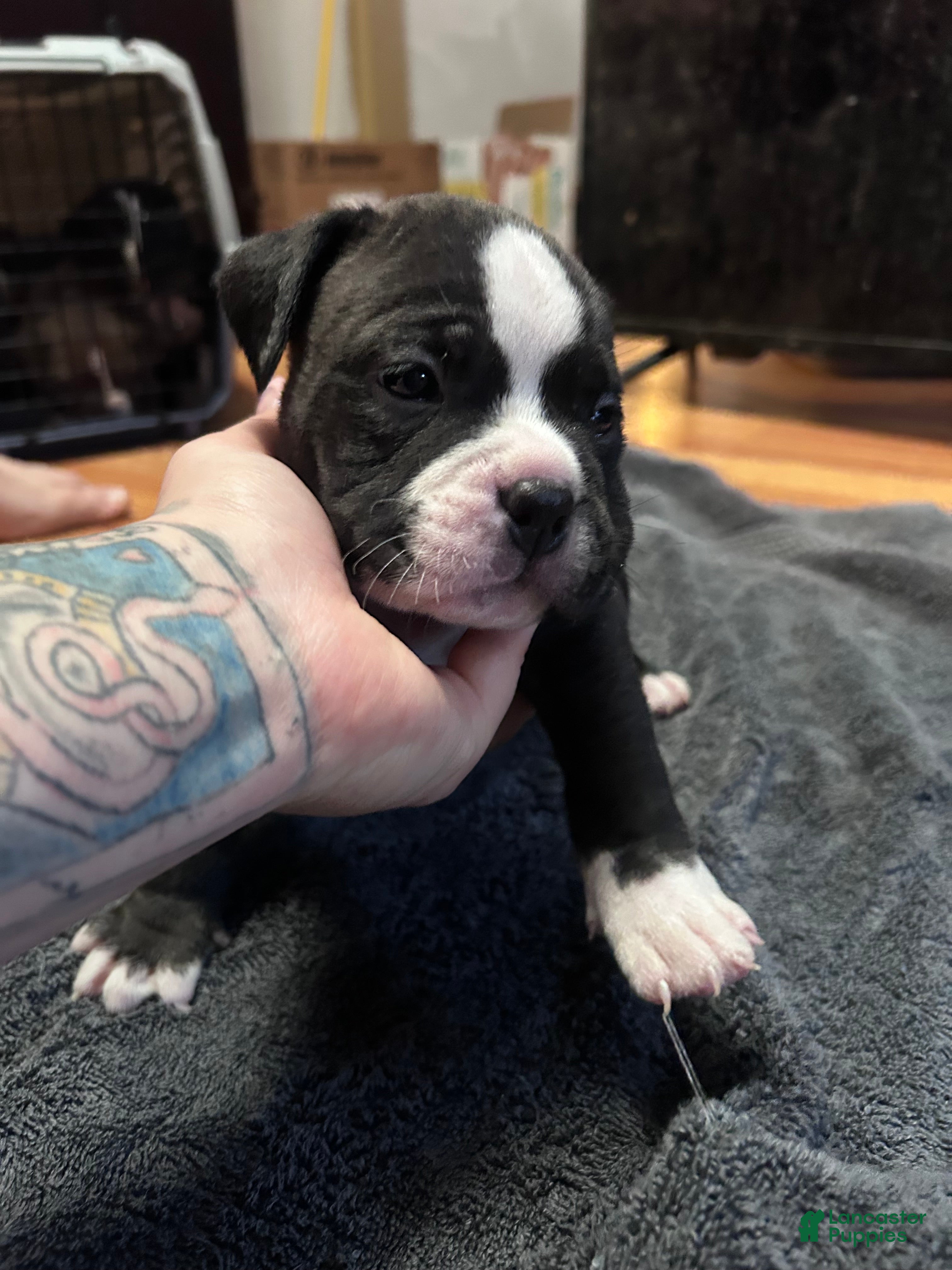 American Bully dogs American Bully Puppy 4 - Ad 41