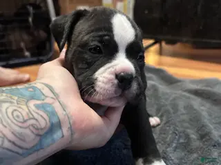 American Bully dogs American Bully Puppy 4 - Ad 41