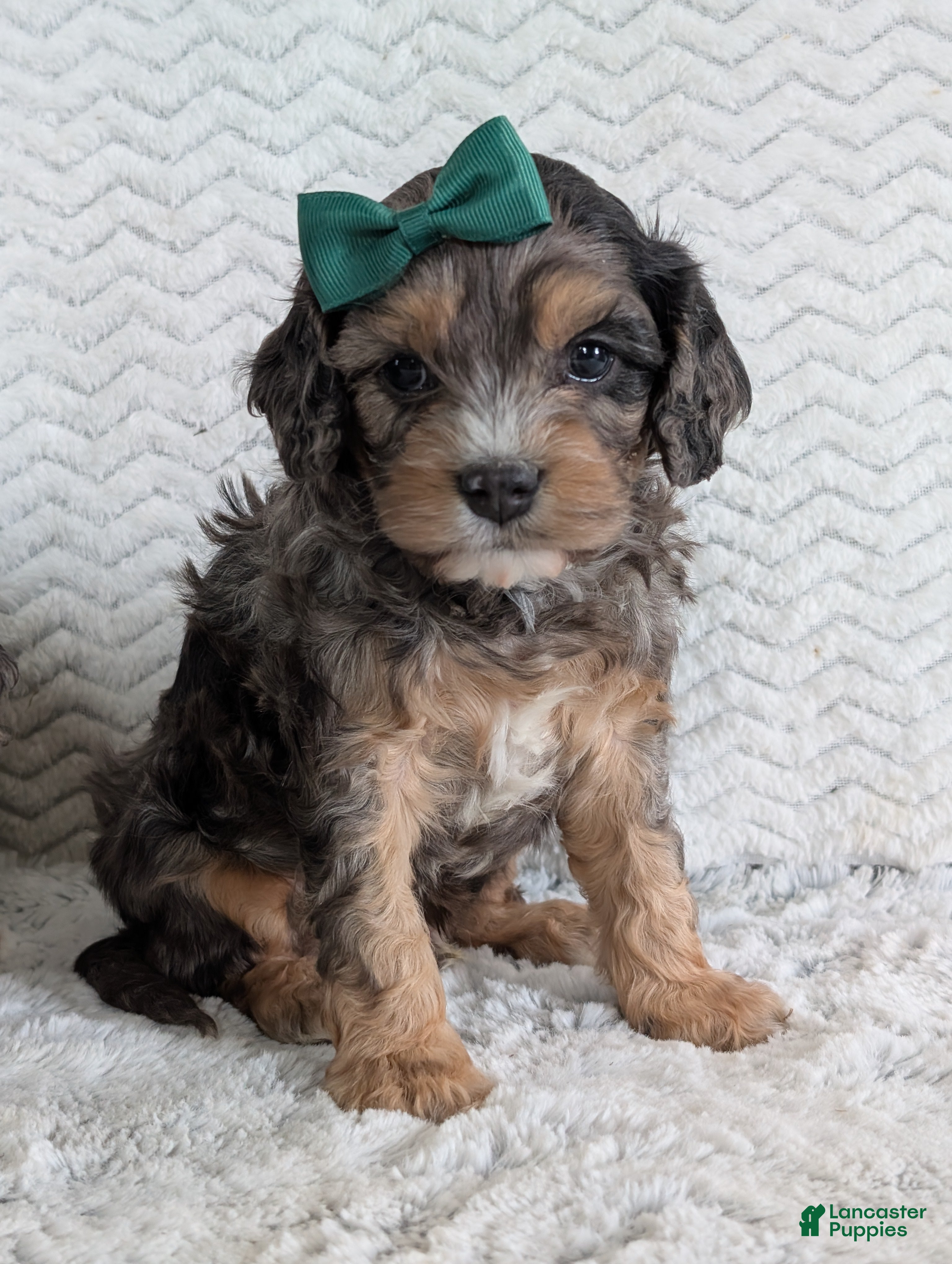Cavapoo dogs Zeke - Ad 2
