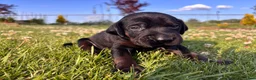 Mixed Breed dogs for sale: Scribbles - Ad 6