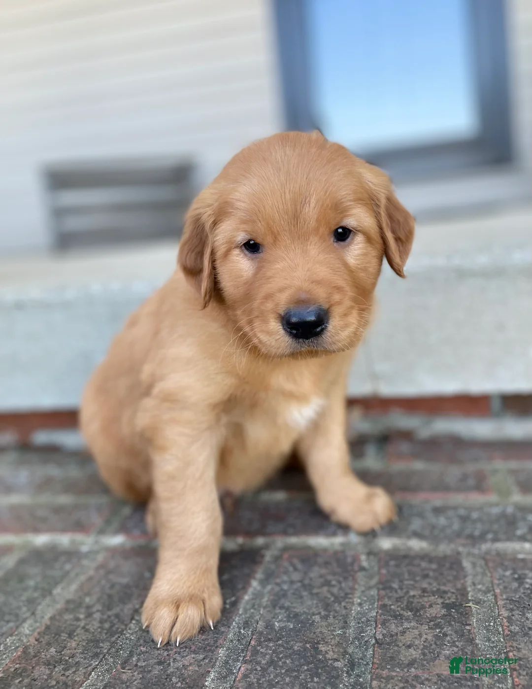 Golden Retriever dogs for sale: Hunter - Ad 1