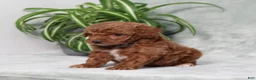 Miniature Poodle dogs for sale: Zprinkles - Ad 3