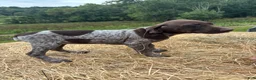 German Shorthaired Pointer dogs for sale: German Shorthaired Pointer 3 - Ad 3