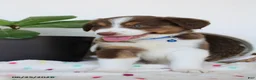 Miniature Australian Shepherd dogs for sale: Parker - Ad 4