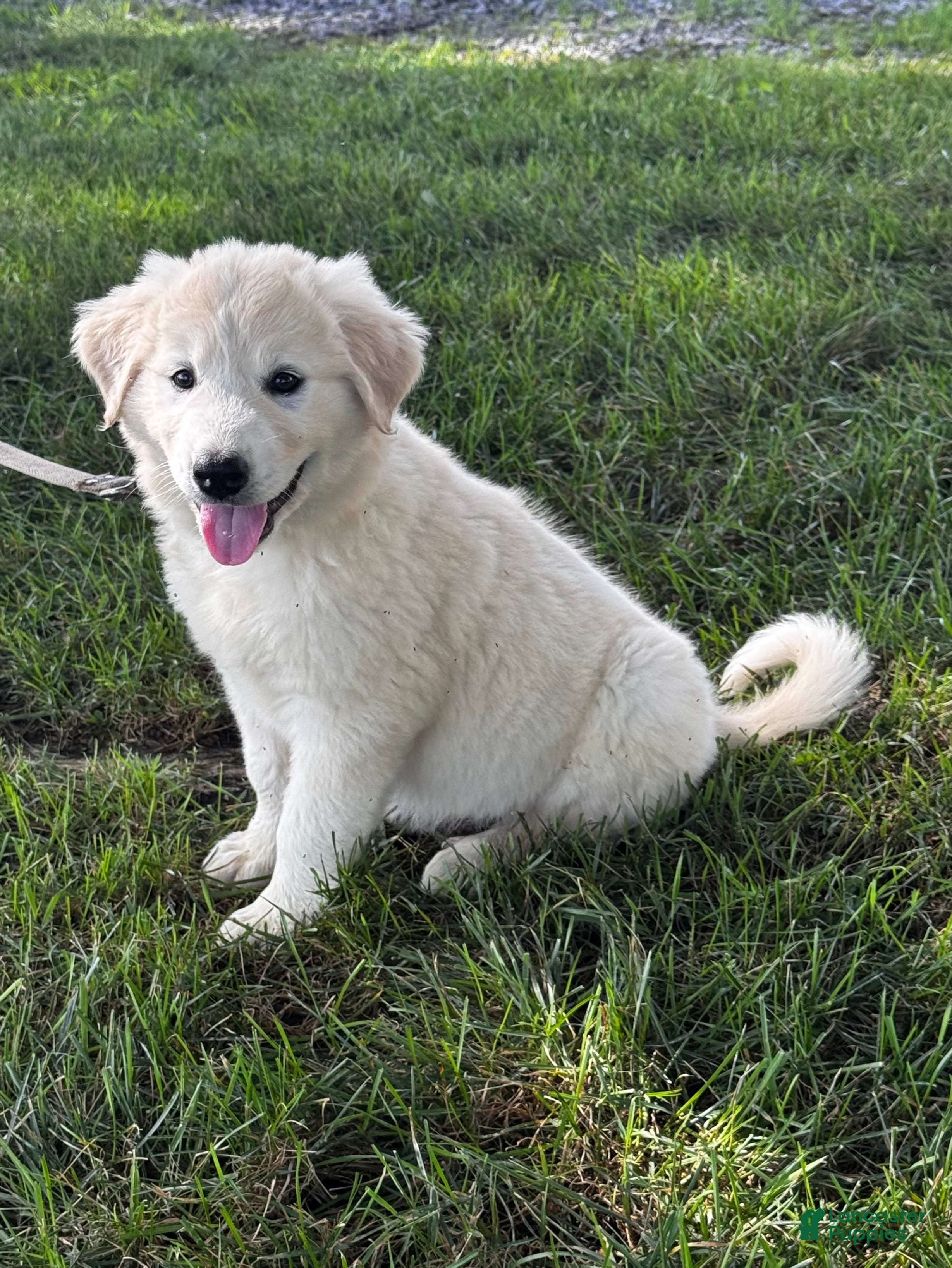 Great Pyrenees dogs Gloria - Ad 2