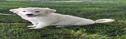 Great Pyrenees dogs for sale: Gloria - Ad 2
