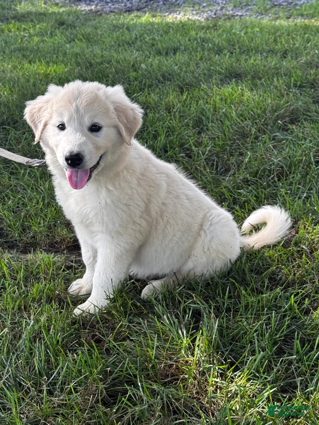 Great Pyrenees dogs for sale: Gloria - Ad 2