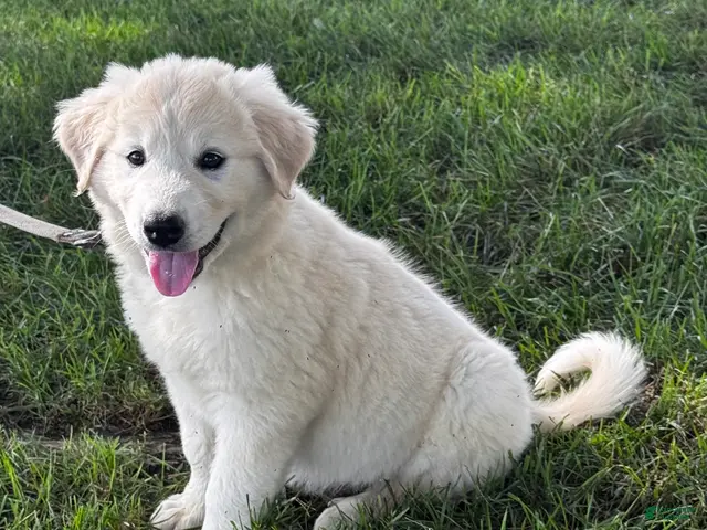 Great Pyrenees dogs for sale: Gloria - Ad 2