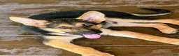 German Shepherd dogs for sale: Diesel - Ad 1