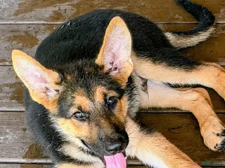 German Shepherd dogs Diesel - Ad 4