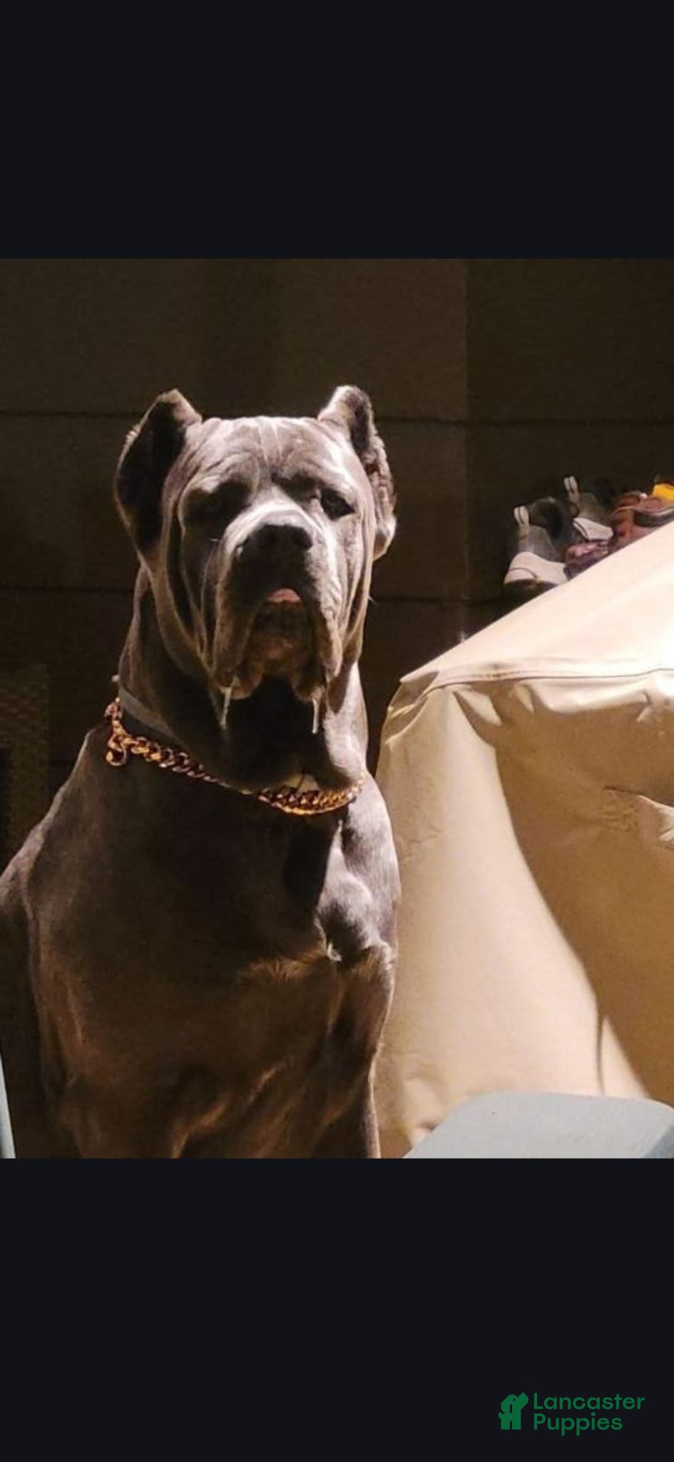 Cane Corso dogs Boogie Nights - Ad 1