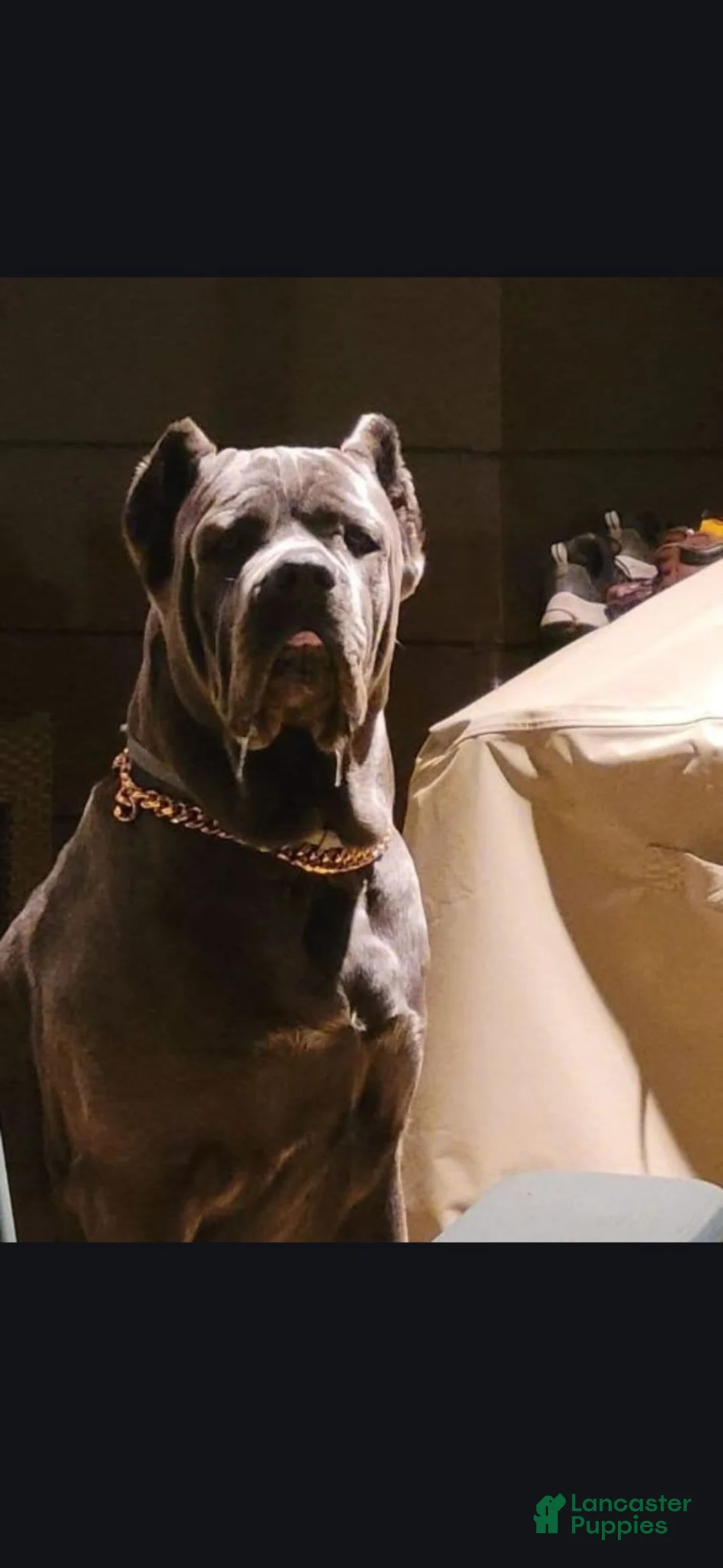 Cane Corso dogs for stud: Boogie Nights - Ad 1