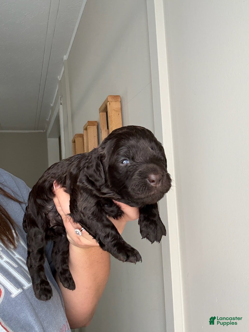 Boykin Spaniel dogs Purple Collar-Female - Ad 1