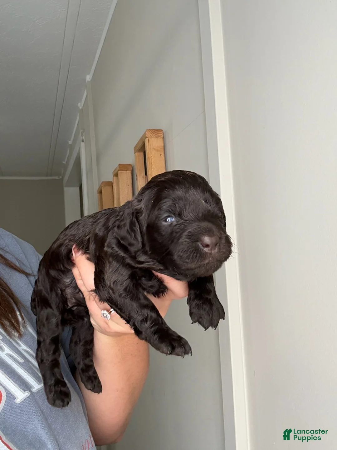 Boykin Spaniel dogs for sale: Purple Collar-Female - Ad 1
