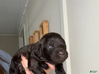 Boykin Spaniel dogs for sale: Purple Collar-Female - Ad 3