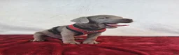 Labrador Retriever dogs for sale: Crazy Donny - Ad 5