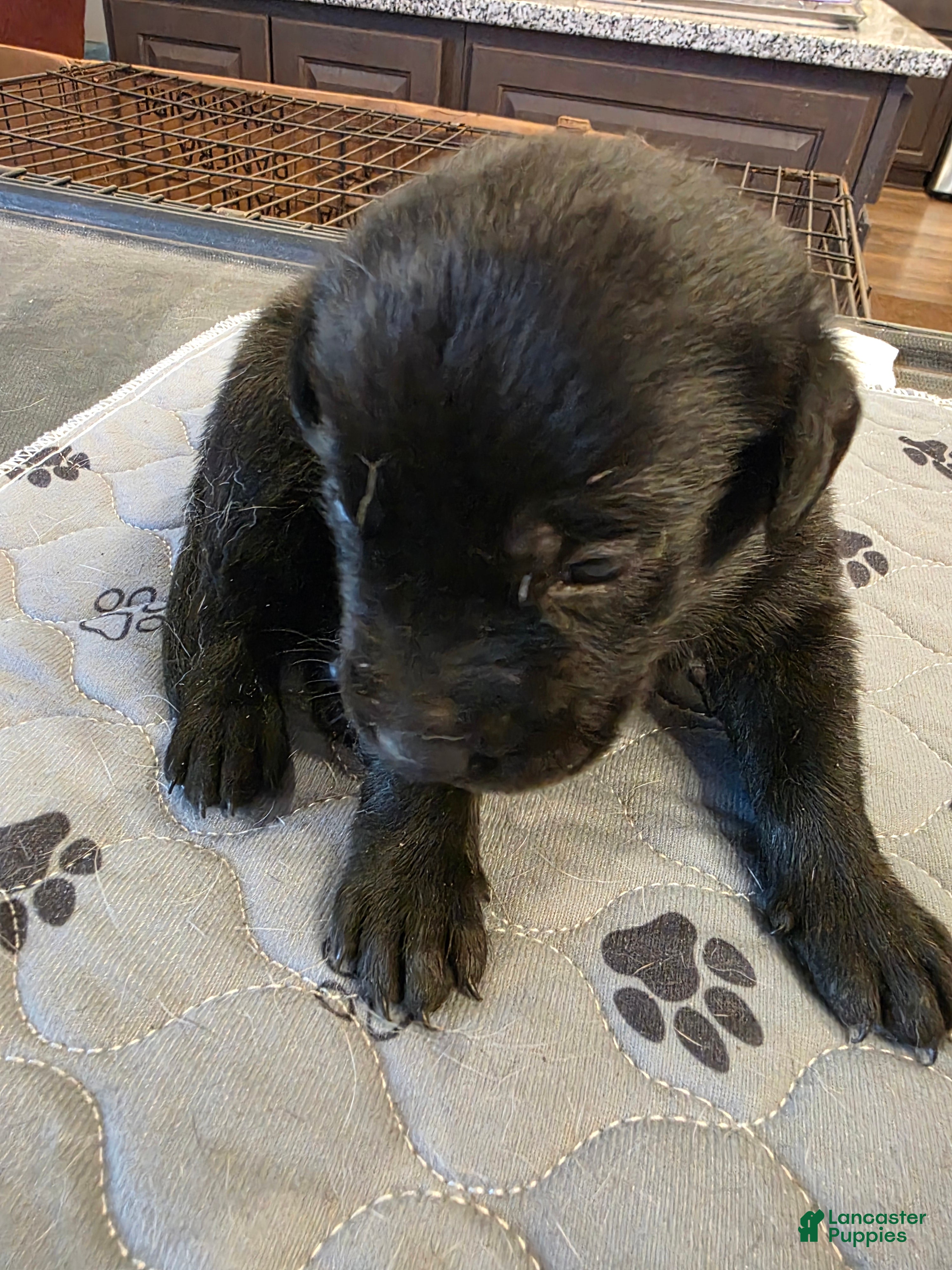 Labrador Retriever dogs L-red - Ad 1
